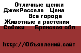 Отличные щенки ДжекРассела › Цена ­ 50 000 - Все города Животные и растения » Собаки   . Брянская обл.